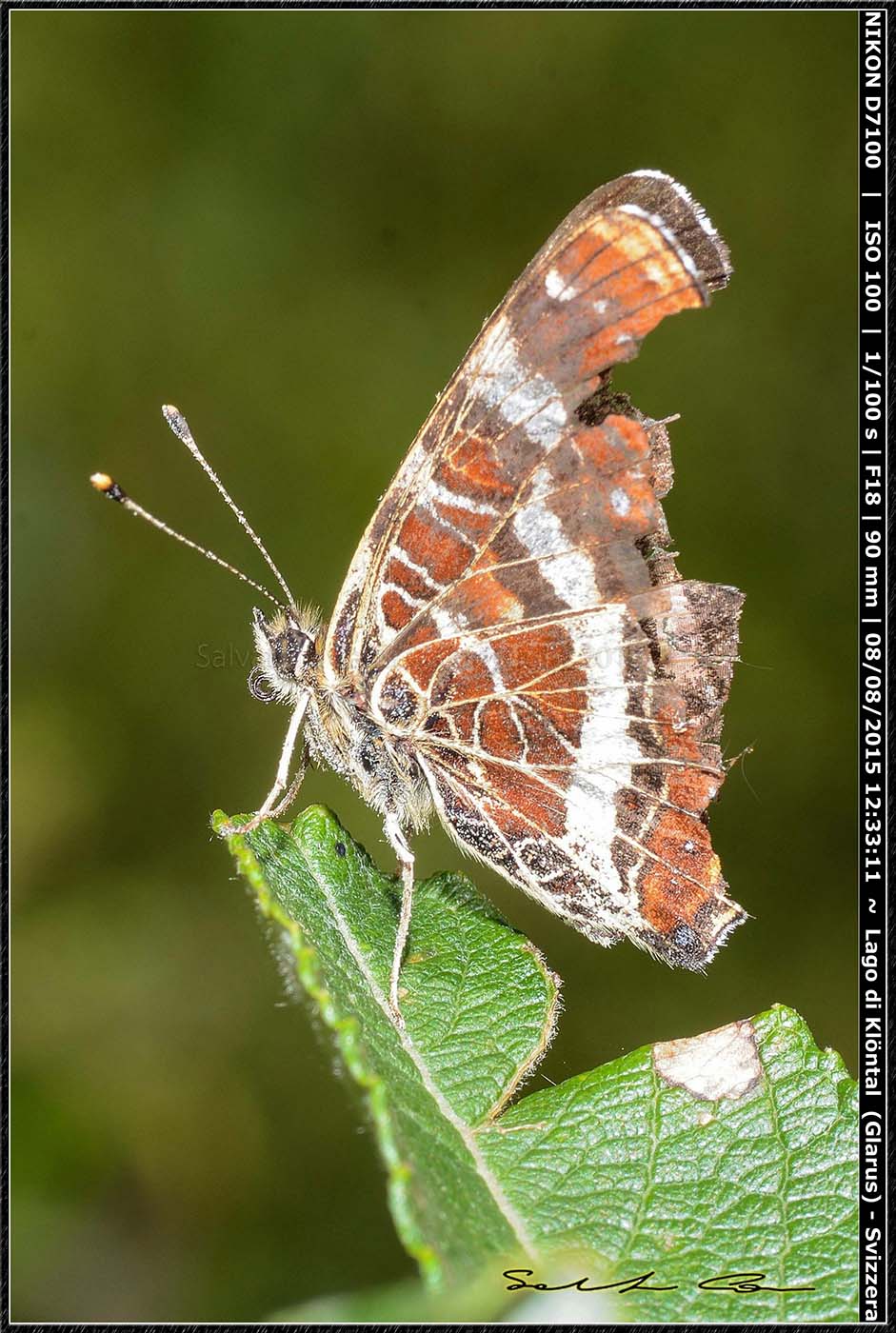 Nymphalidae da id - Araschnia levana